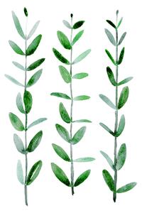 Ilustrace Watercolor eucalyptus parvifolia, Blursbyai, (30 x 40 cm)