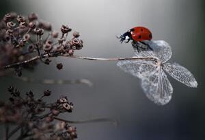 Umělecká fotografie Ladybird on hydrangea., Ellen van Deelen, (40 x 26.7 cm)