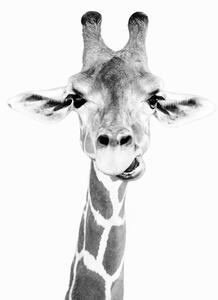 Umělecká fotografie Happy giraffe, Sisi & Seb, (30 x 40 cm)