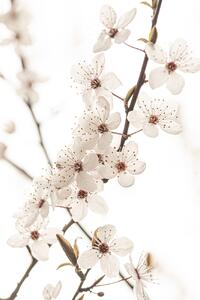 Umělecká fotografie Blossoming, Sisi & Seb, (26.7 x 40 cm)