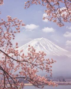 Umělecká fotografie Mt. Fuji in the cherry blossoms, Makiko Samejima, (30 x 40 cm)