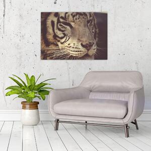 Obraz tygra (70x50 cm)