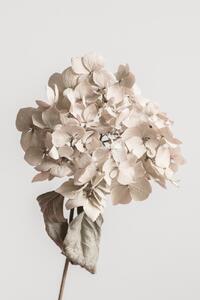 Umělecká fotografie Beige dried flower, Studio Collection, (26.7 x 40 cm)