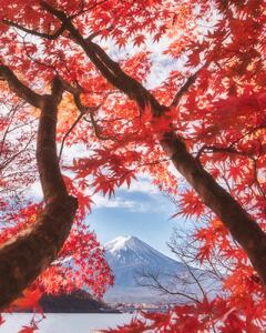 Umělecká fotografie Mt.fuji is in the autumn leaves, Makiko Samejima, (30 x 40 cm)