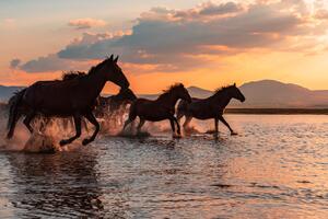 Umělecká fotografie WATER HORSES, BARKAN TEKDOGAN, (40 x 26.7 cm)