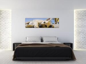 Obraz ležícího štěněte (170x50 cm)