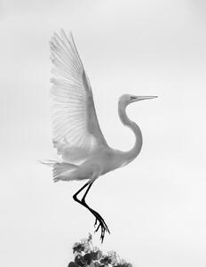 Umělecká fotografie Taking off, Vicki Lai, (30 x 40 cm)