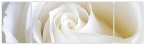 Obraz bílé růže (170x50 cm)