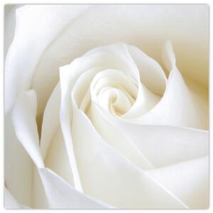 Obraz bílé růže (30x30 cm)