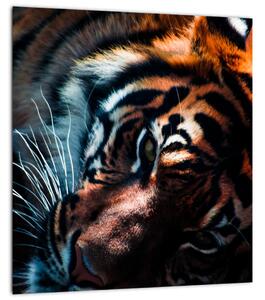 Obraz ležícího tygra (30x30 cm)