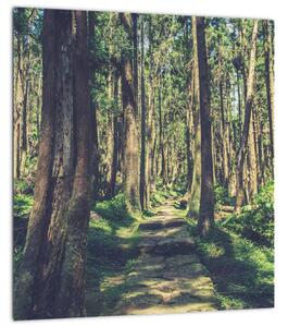 Obraz cesty mezi stromy (30x30 cm)