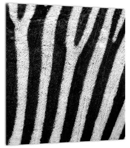 Obraz kůže zebry (30x30 cm)