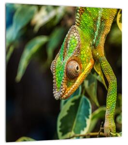 Obraz chameleona (30x30 cm)