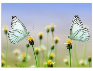 Obraz motýlů na květině (70x50 cm)