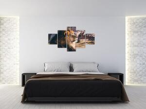 Obraz ležícího lva (125x70 cm)