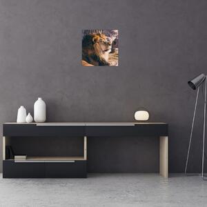 Obraz ležícího lva (30x30 cm)