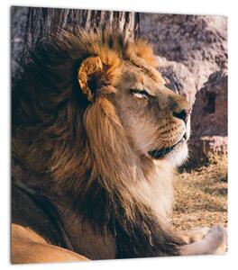 Obraz ležícího lva (30x30 cm)