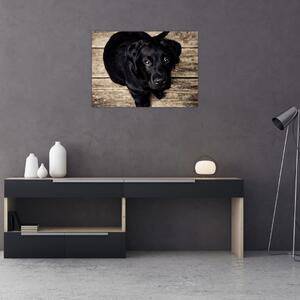 Obraz černého štěněte (70x50 cm)