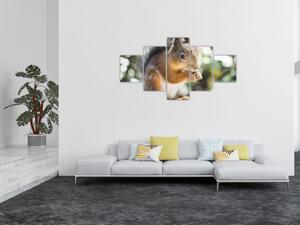 Obraz veverky (125x70 cm)