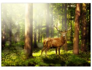Obraz jelena v lese (70x50 cm)