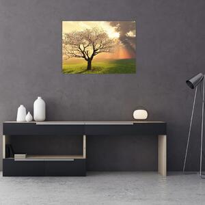 Obraz stromu na louce (70x50 cm)