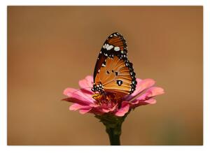 Obraz motýla na květině (70x50 cm)