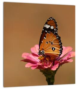 Obraz motýla na květině (30x30 cm)
