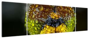Detailní obraz očí hmyzu (170x50 cm)