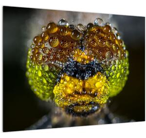 Detailní obraz očí hmyzu (70x50 cm)
