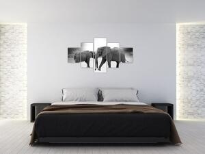 Obraz - černobílí sloni (125x70 cm)
