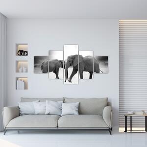 Obraz - černobílí sloni (125x70 cm)