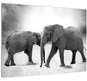 Skleněný obraz - černobílí sloni (70x50 cm)