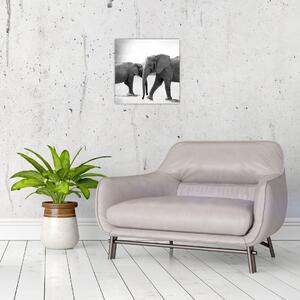Obraz - černobílí sloni (30x30 cm)