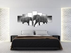 Obraz - černobílí sloni (210x100 cm)