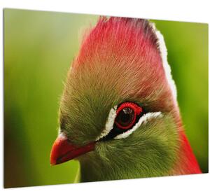Obraz barevného ptáka (70x50 cm)