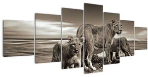 Obraz černobílých lvů (210x100 cm)
