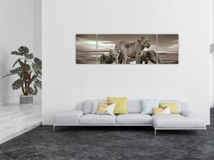 Obraz černobílých lvů (170x50 cm)