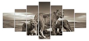 Obraz černobílých lvů (210x100 cm)