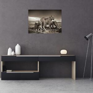 Obraz černobílých lvů (70x50 cm)