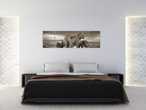 Obraz černobílých lvů (170x50 cm)