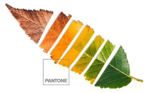 Nordický povlak Leaf Pantone