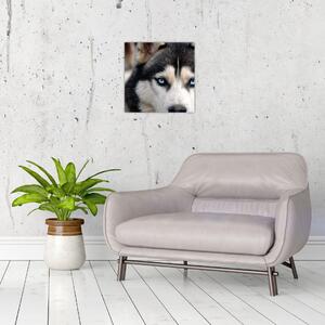 Obraz psa husky (30x30 cm)