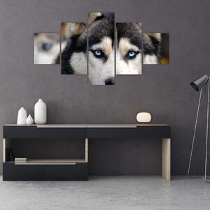 Obraz psa husky (125x70 cm)