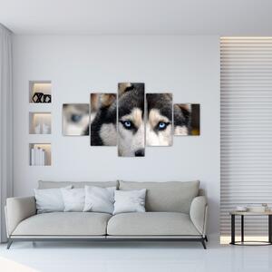 Obraz psa husky (125x70 cm)