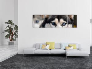 Obraz psa husky (170x50 cm)