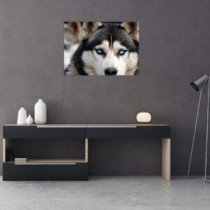 Obraz psa husky (70x50 cm)