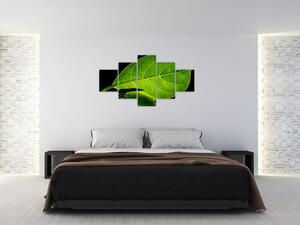 Obraz - zelený list (125x70 cm)