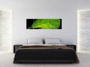 Obraz - zelený list (170x50 cm)