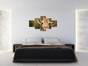 Obraz žirafy (125x70 cm)