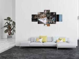 Obraz kočky (125x70 cm)